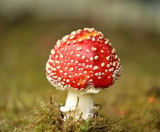 Mushroom Fly Agaric in Garden