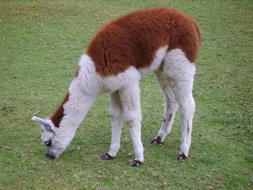 charming Alpaca Animal in wildlife