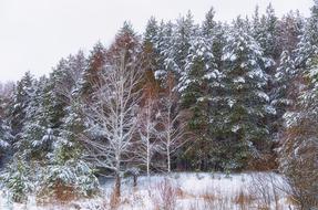 Forest Snow Winter