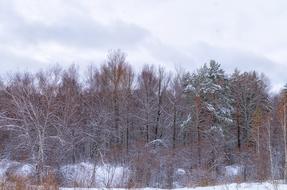 Forest Snow Cloud