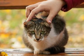 gorgeous Cat Autumn Bank