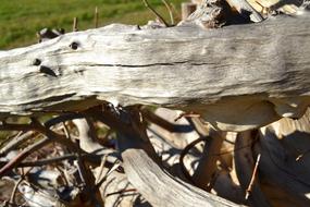 Wood Tree Nature