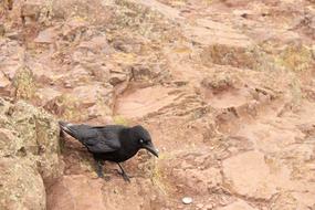Bird Member