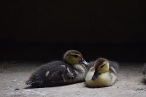 cute fluffy ducklings in a dark