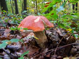 Mushroom Forest