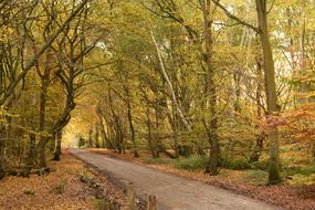 Autumn Forest Landscape