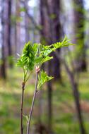 Spring Forest Nature