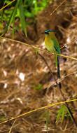 perched torogoz bird in the wildlife