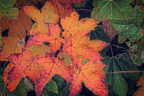 Autumn Colorful Leaves Fall Color