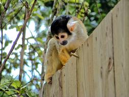 monkey at top of wooden wall in Zoo