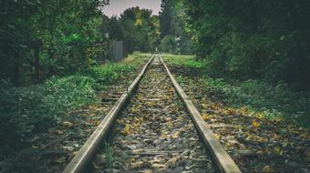 Forest Railway Track