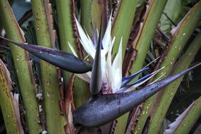 Strelitzia Flower Hardy