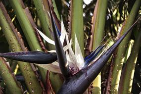 Strelitzia Hardy Flower