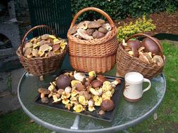 Mushrooms Basket With