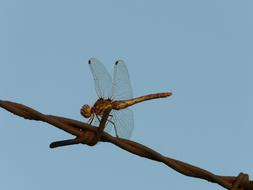 Dragonfly Nature Insect