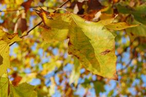 Leaves Autumn Yellow