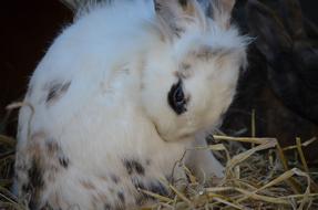 furry White Rabbit sits on straw