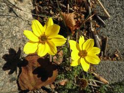 Flower Yellow Small