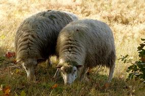 two sheep graze on autumn meadow