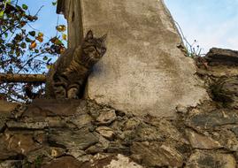 brown cat near concrete wall