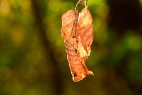 Leaves Beech Nature