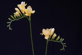 Flowers Yellow Freesia