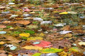 Water Fall Leaves