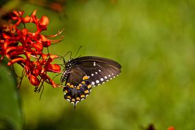 Butterfly Florida Nature