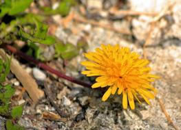 Dandelion Flower Yellow