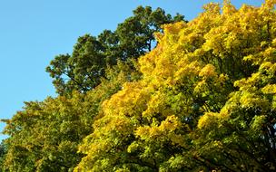 Deciduous Tree Trees