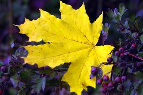 yellow leaf on a purple background