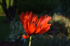 Poppy Flower