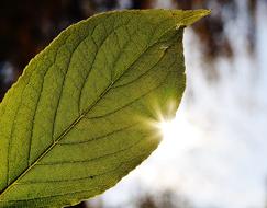 Leaf Close Up Backlighting