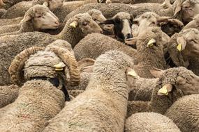 domestic Sheep Montonera Animals