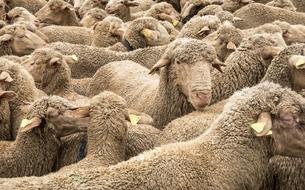 Sheep Montonera Animals
