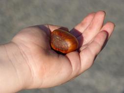 brown raw nut in hand