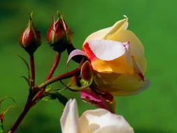 Detail photo of Natural Rose