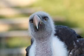 Condor Bird