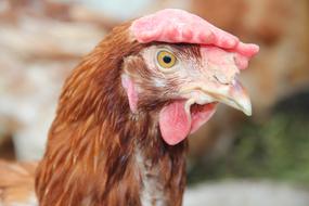 Brown Chicken close-up on a blurred background