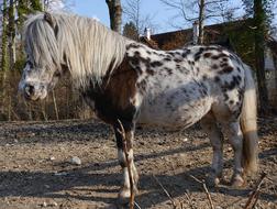 spotted pony in the stable
