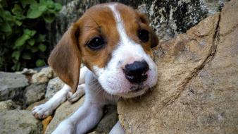 charming Dog small