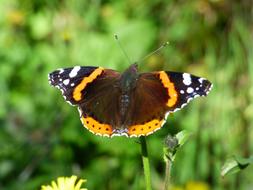 Insect Butterfly Vulcan Vanessa