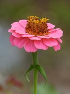 Flower Zinia Pink