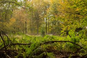 Autumn Forest Leaves