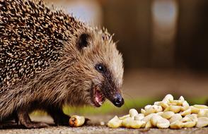 hedgehog rejoices to nuts