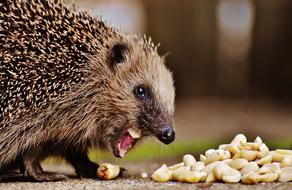 Hedgehog eats peanuts from ground at blurred background