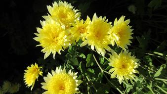 Mum Flower Yellow