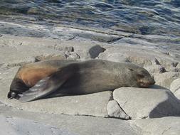 Seal Nature Rock