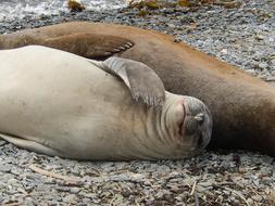 Seal Nature Environment