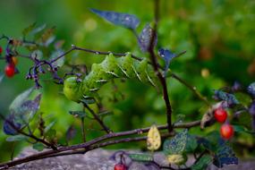 gorgeous Caterpillar Bug